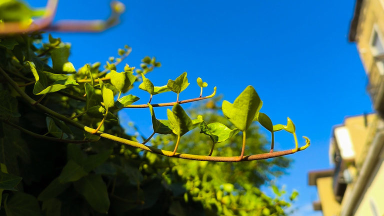 Il profumo dei ricordi