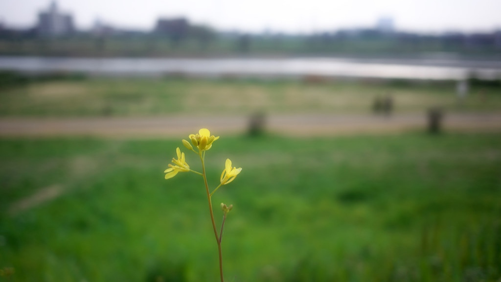 Panorama con fiore foto di Toshi KMR