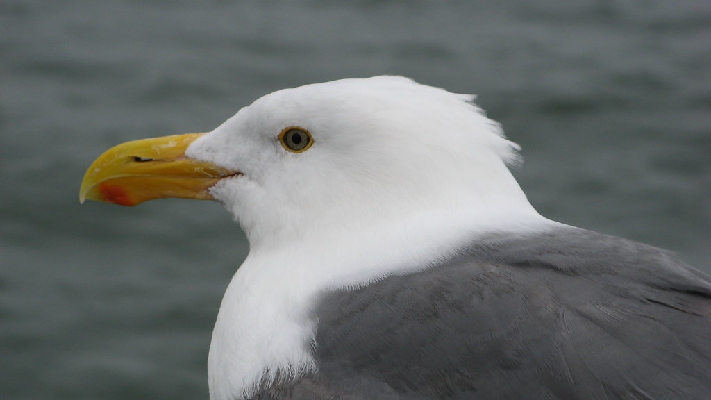 Dettaglio gabbiano