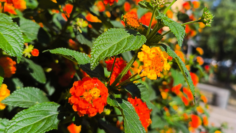 I colori della natura